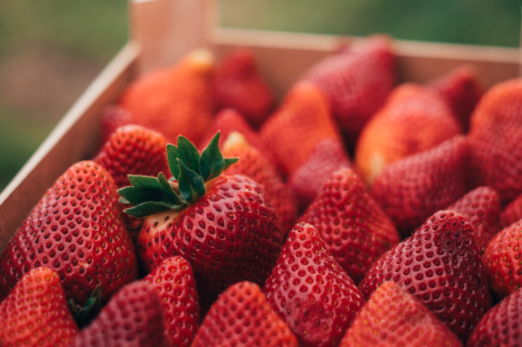strawberry-farm